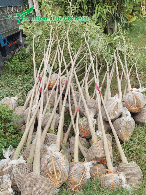 20 cây kèn hồng công trình nhỏ, đường kính 5 - 7cm