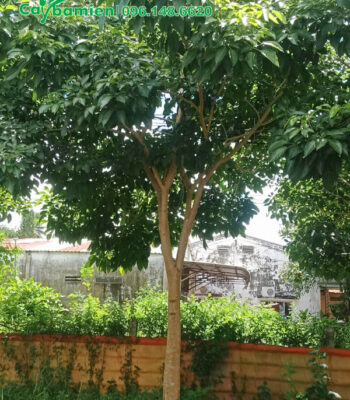 Kèn Hồng lâu năm, đường kính 20cm