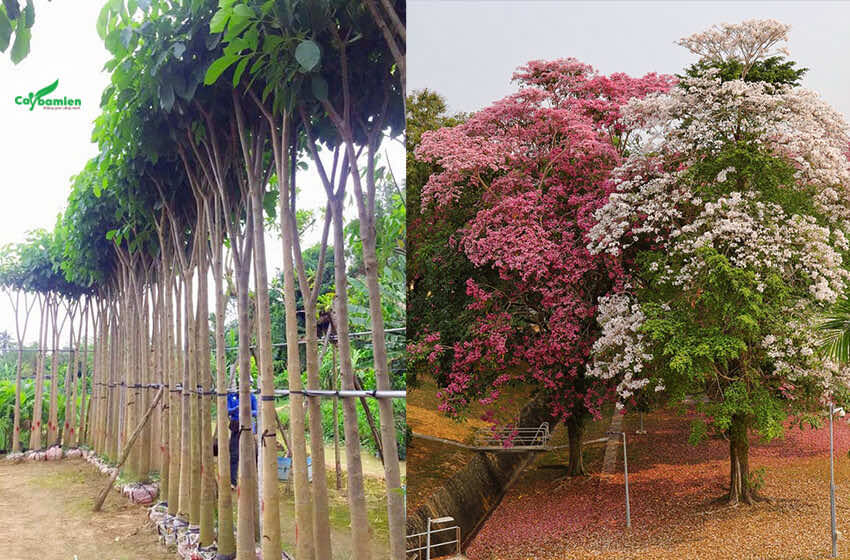 Chăm sóc tốt từ cây giống kèn hồng có thể phát triển tới hơn 10m, hoa sum suê