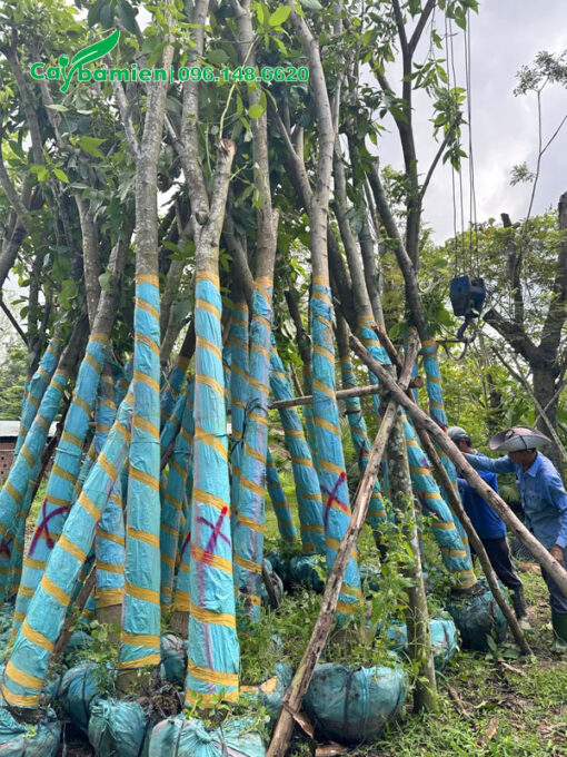 Kèn Hồng cổ thụ vang từ 120 - 130, đã dâm ủ kỹ