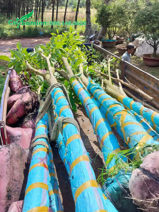 Kèn Hồng vanh gốc 60cm, tay cành tỉa đẹp