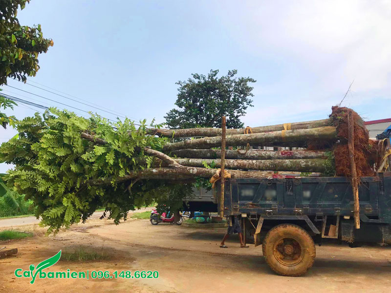 Di chuyển cây Lát Hoa đường kính gốc 20cm đến nơi trồng