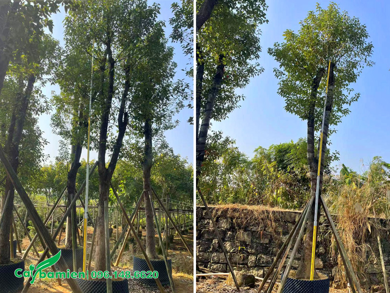Đo chiều cao của cây Long Não công trình, thoát thân 3 - 3.5m