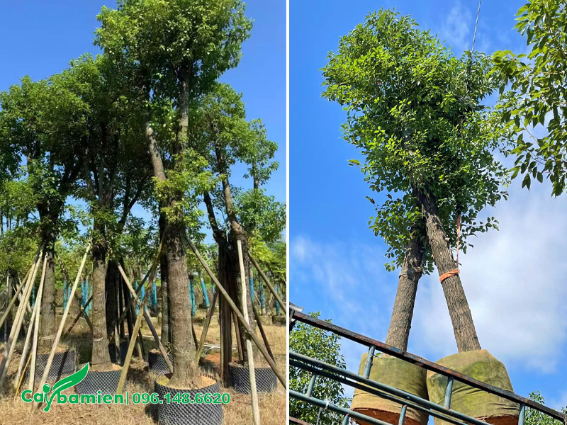Vườn cây Long Não dưỡng ủ lâu năm