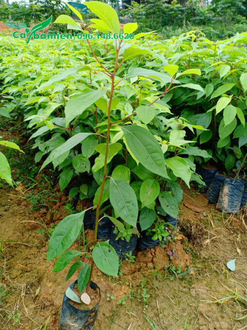Cây giống nguyên bầu chiều cao 50 - 60cm