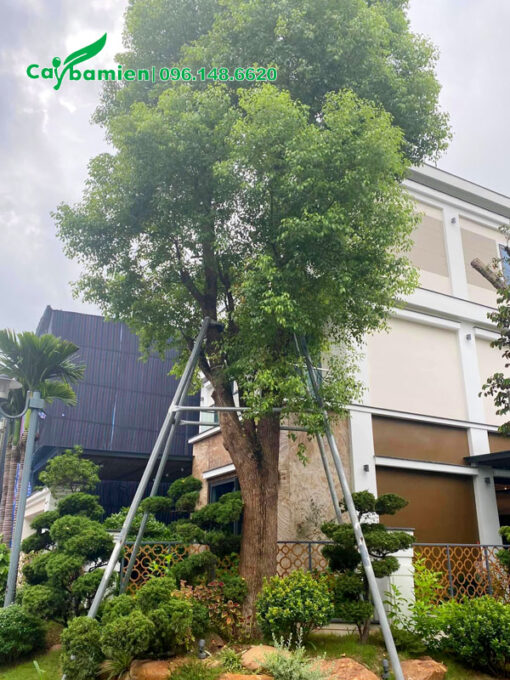 Cây Long Não cổ thụ trồng trước nhà