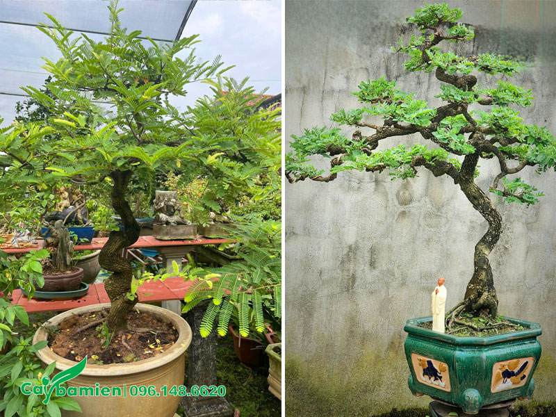 Cây Me trồng chậu, tạo sáng bonsai, chiều cao khoảng 80cm