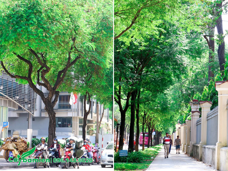 Những hàng cây me chua nhiều năm tuổi trồng vỉa hè tại Sài Gòn