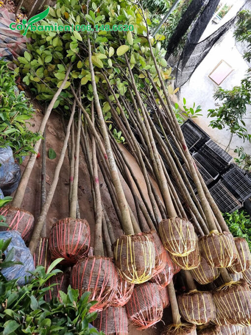 Mít công trình nhỏ, cao hơn 2m, đường kính 3cm
