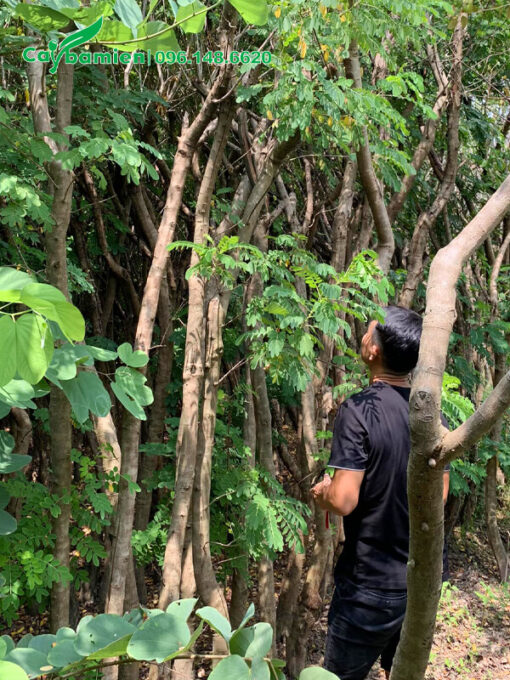Khách đang chọn cây hoa điệp vàng dâm ủ tại nhà vườn