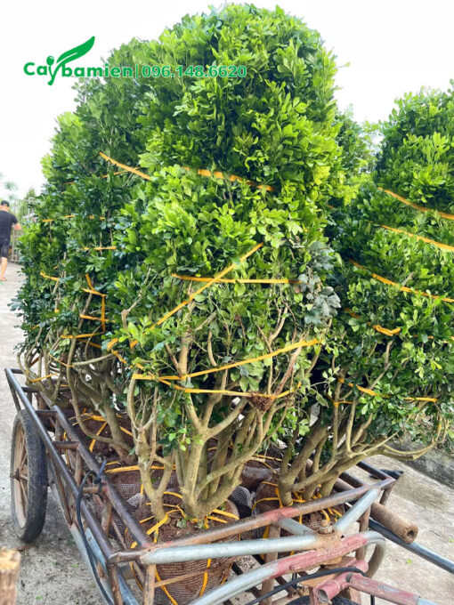 Xếp cây Ngâu công trình mới bứng bầu lên xe kéo chuyển từ vườn ra xe tải