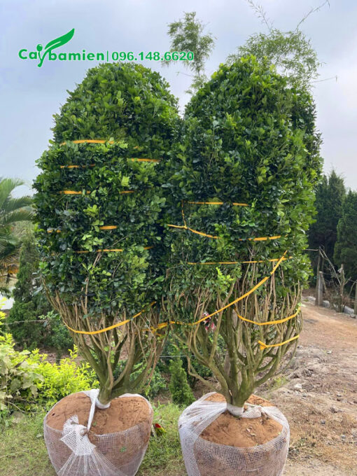 Ngâu công trình cao 2m, đường kính bầu hơn 40cm