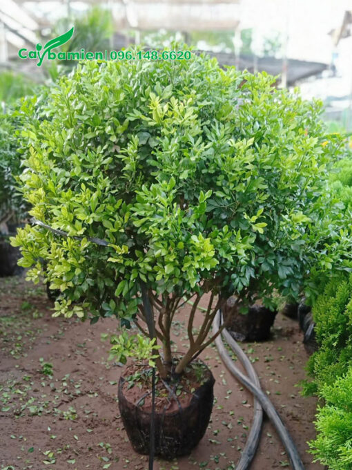 Cây đã bứng và đưa vào túi bầu, chiều cao khoảng 1m