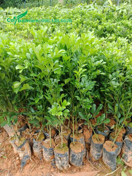 Bầu cây giống ngâu ta cao 40cm trở lên