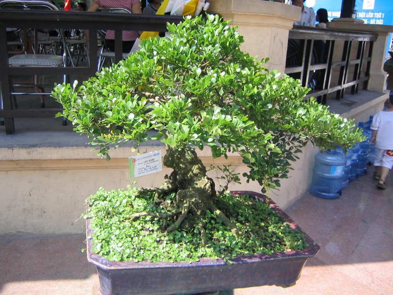 Cây ngâu cảnh bonsai