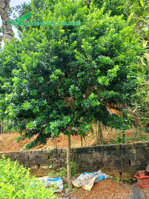 Ngâu thân tree dáng đẹp, cao hơn 2m