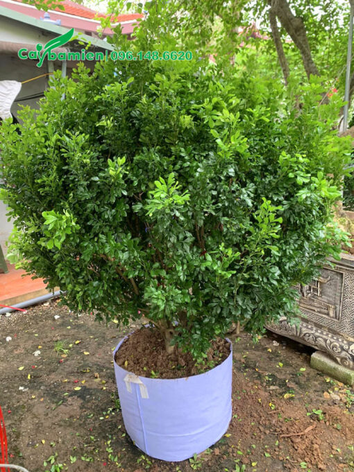 Cây thuần bầu đường kính gốc 4 - 5cm