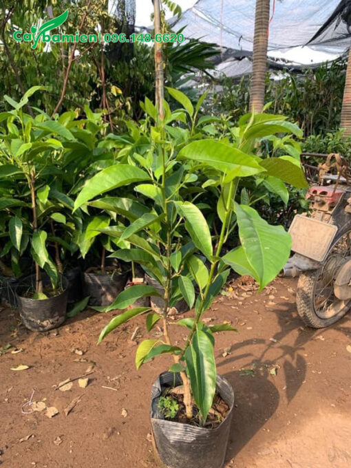 Cây giống Ngọc Lan đẹp, chiều cao 50cm