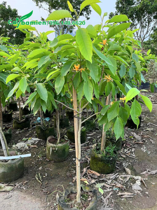 Vườn cây giống ngọc lan hoa vàng cao hơn 1m