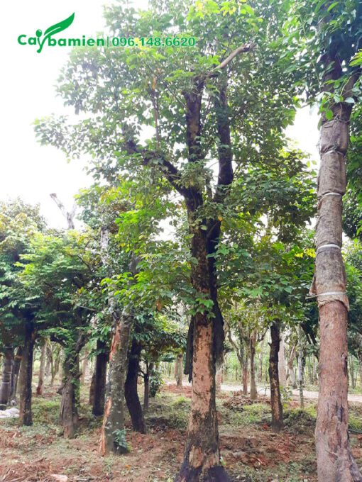 Vườn dâm ủ cây công trình lâu năm