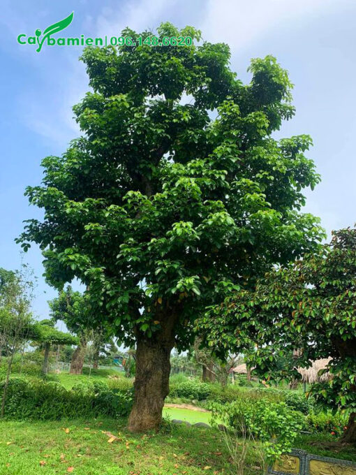 Hình ảnh cây Nhội trồng lấy bóng mát trong khuôn viên khu sinh thái