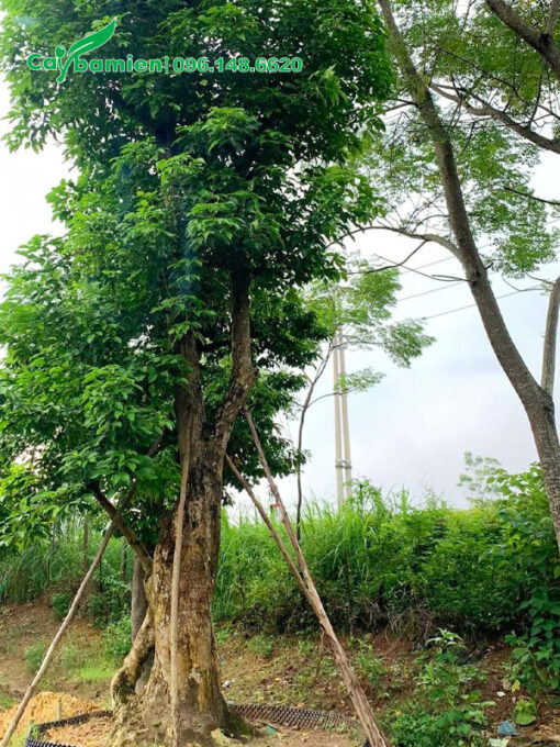 Dâm ủ và chống cây Nhội cổ thụ vanh gần 200