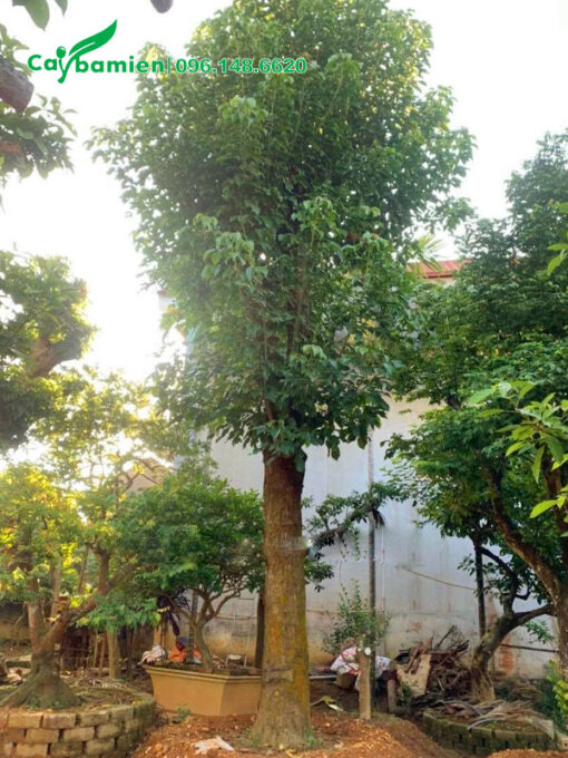 Dâm ủ bầu nổi cây Nhội cổ thụ cao hơn 5m, vanh 150