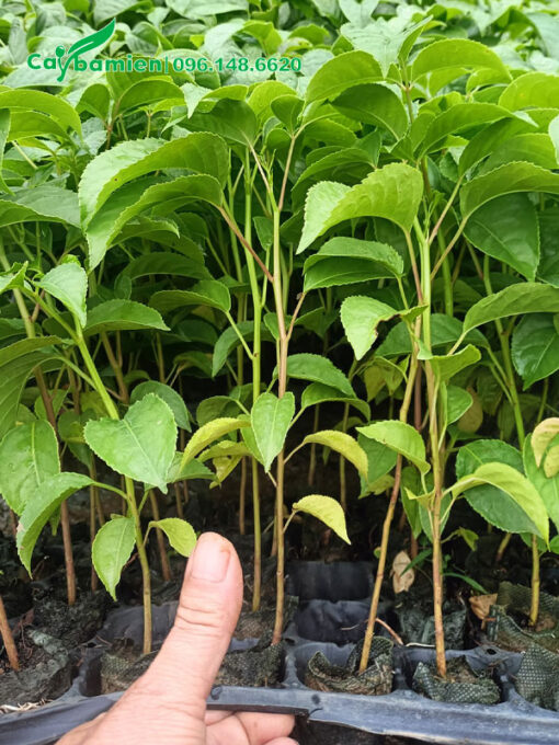 Nhội giống nguyên bầu, chiều cao khoảng 40cm