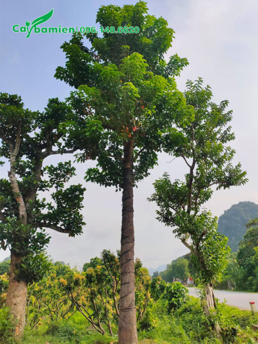 Cây Nhội thẳng đẹp, cao hơn 5m