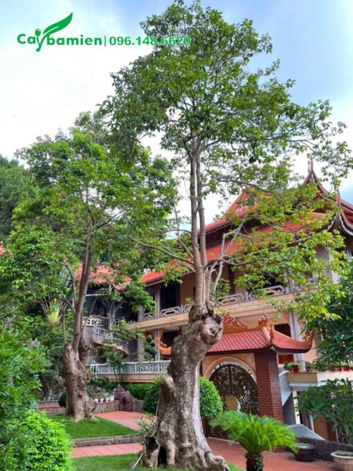 Nhội cảnh trồng trước cổng chùa