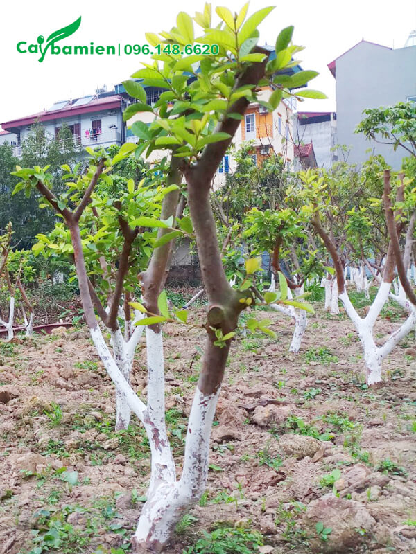 Vườn trồng cây ổi giống Đài Loan