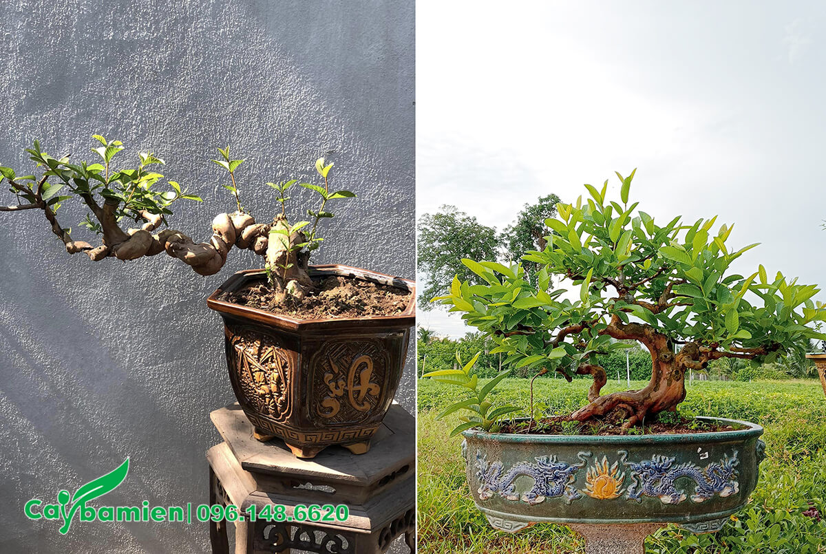 Những chậu ổi bonsai đẹp, giá trị cao