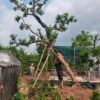 Cây ổi dâm ủ