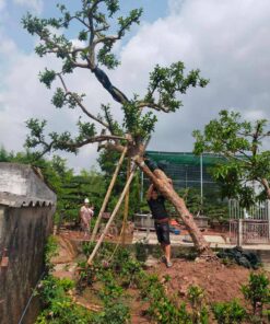 Cây ổi dâm ủ