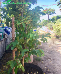 Cây trưởng thành đang dâm ủ