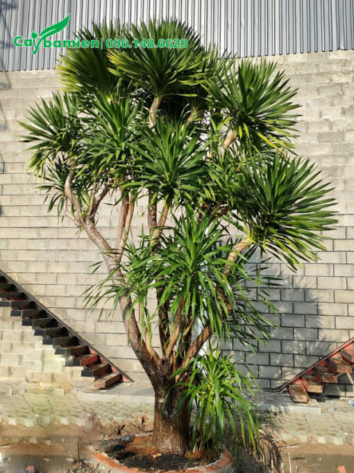 Cây Phát Tài Núi cổ thụ trồng sân vườn nhà