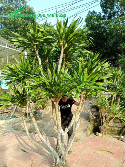Cành Phát Tài rừng cao hơn 3m
