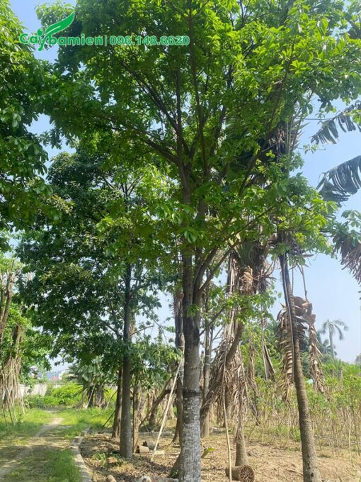 Cây cao, cành nhánh nhiều, tán lá xanh và rộng