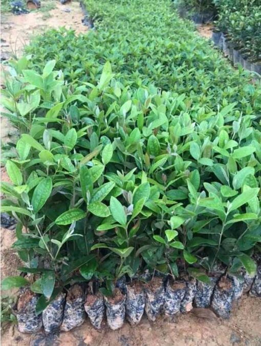 Những luống cây sim giống cao 25 - 30cm