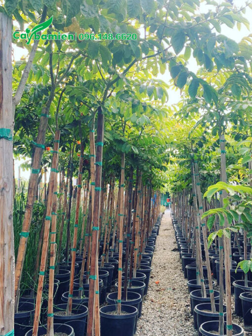 Vườn cây giống choai choai chiều cao 2m