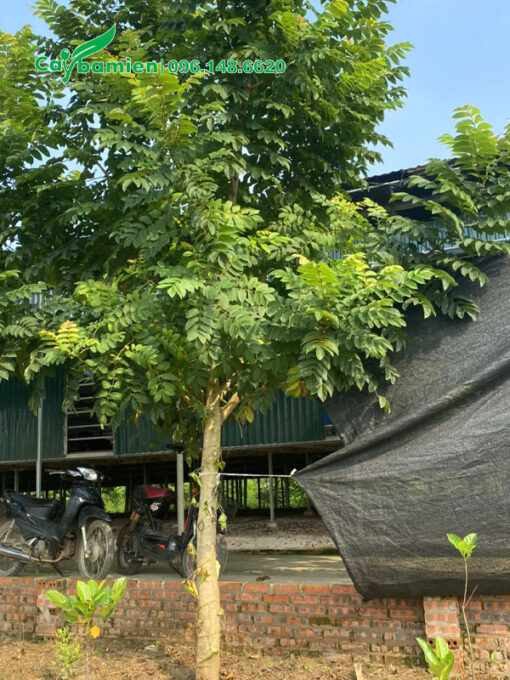 Cây hoa Sò Đo cam cao khoảng 4m, vanh 30