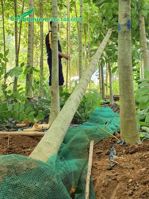 Bọc bầu cây Sò Đo Cam bằng lưới