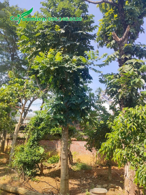 Khu vực dâm ủ những cây sò đo cam cổ thụ