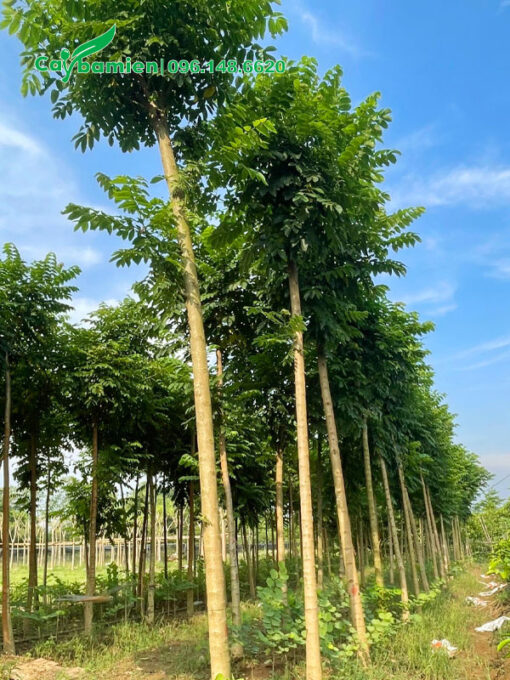 Hàng trăm cây Sò Đo Cam chiều cao 4m, dáng thân thẳng tắp