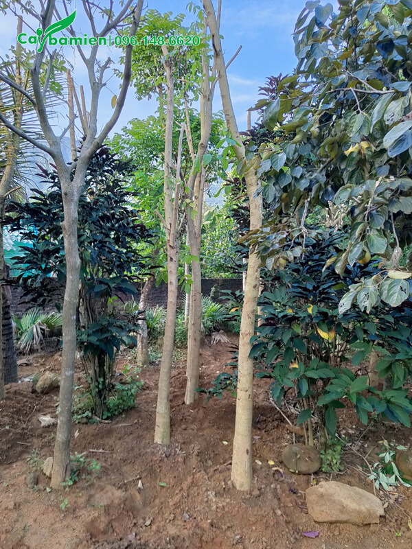 Vườn cây Sò Đo Cam mới giâm ủ, cây trưởng thành đường kính 15cm