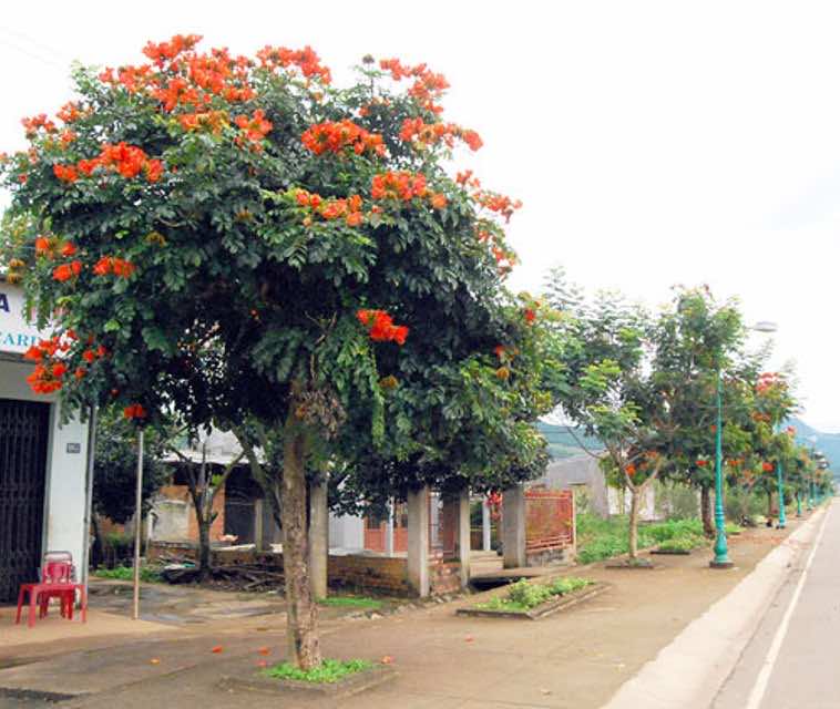 trồng cây sò đo cam