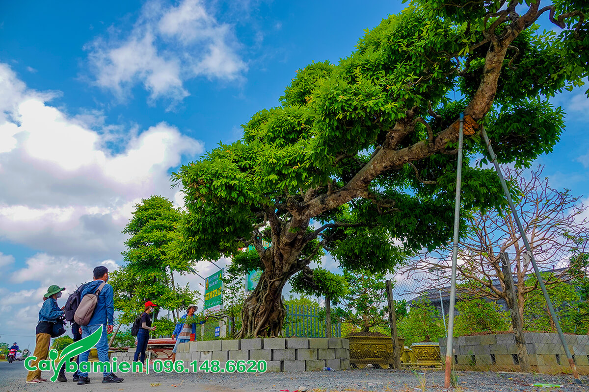 Hình ảnh cây Sộp cổ thụ dáng bay tại Đồng Tháp