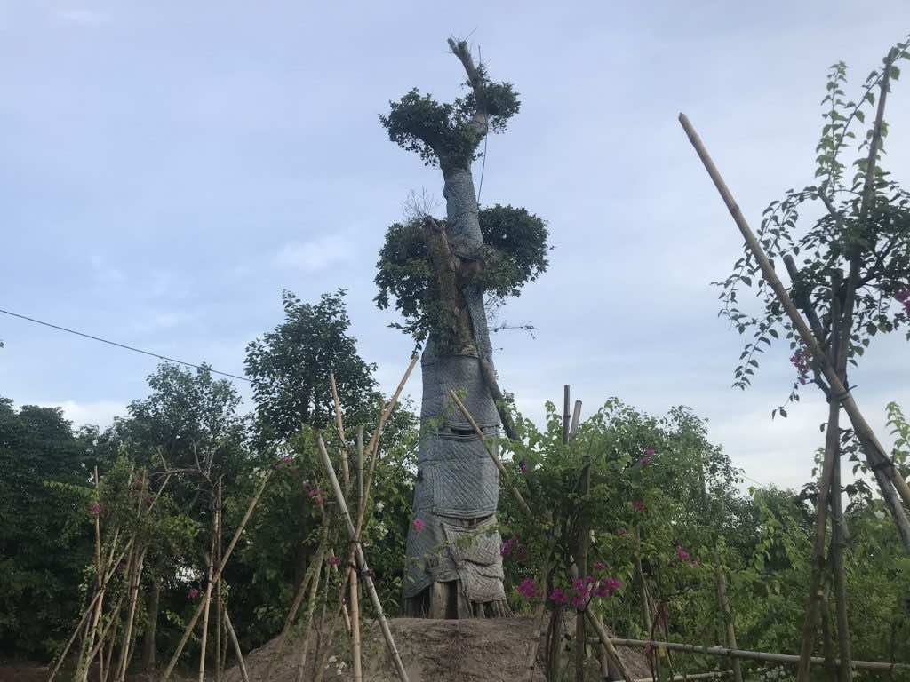 cây đa sộp là cây gì