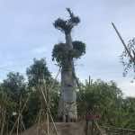 Cây sộp