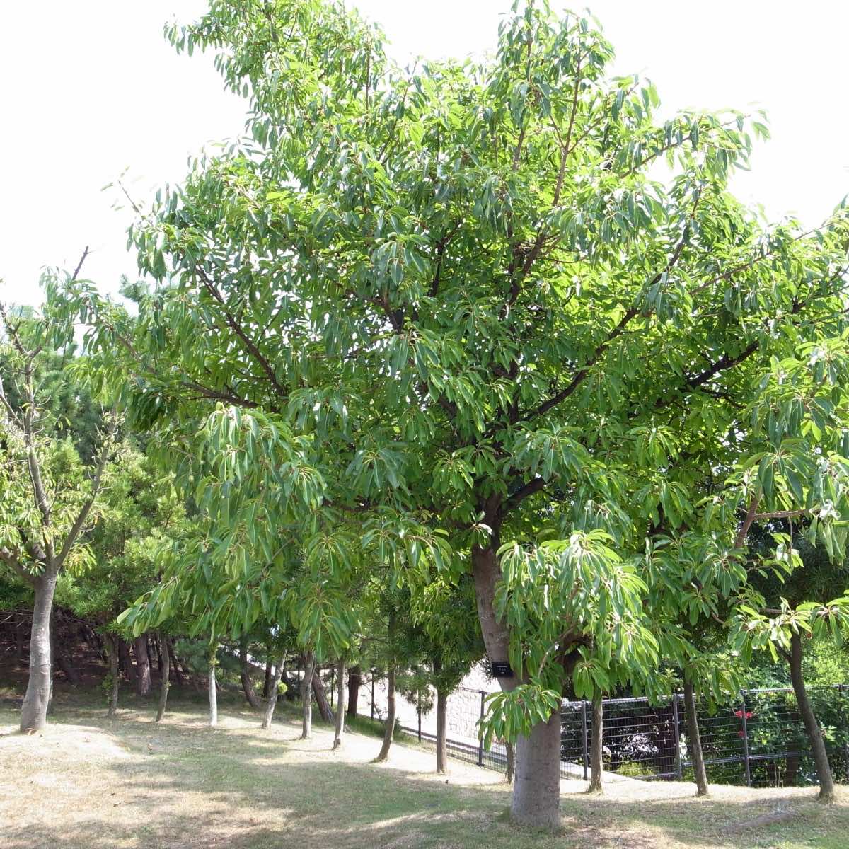 Cây sộp công trình